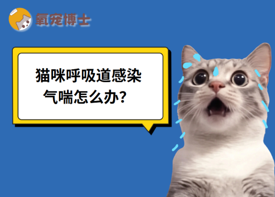 铲屎官必看！猫咪呼吸道感染引发气喘怎么办？