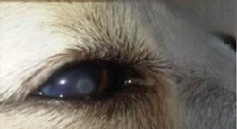 狗眼睛有脓状眼屎