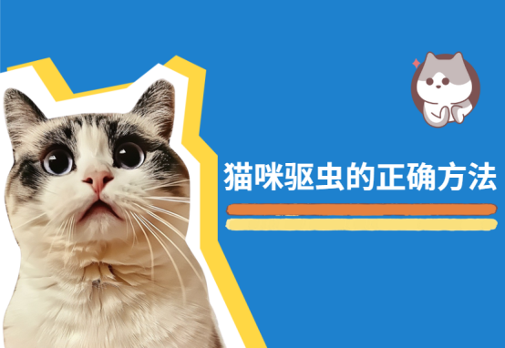 猫咪驱虫的正确方法