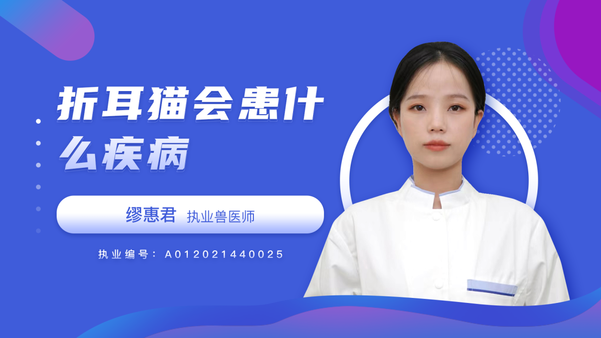 折耳猫会患什么疾病？有什么表现？