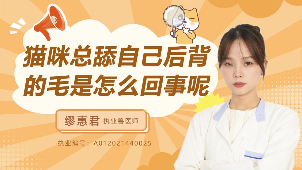 猫咪总舔自己后背的毛是怎么回事呢？