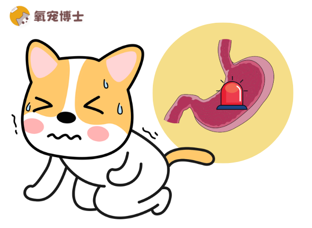 狗狗饭后突然“胀气”？可能是胃扭转，黄金抢救时间仅4小时！