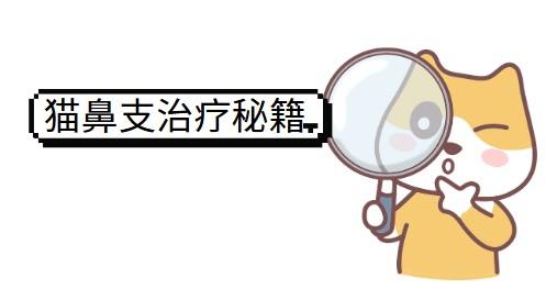 貓鼻支治愈案例大公開：這些方法真的有效！