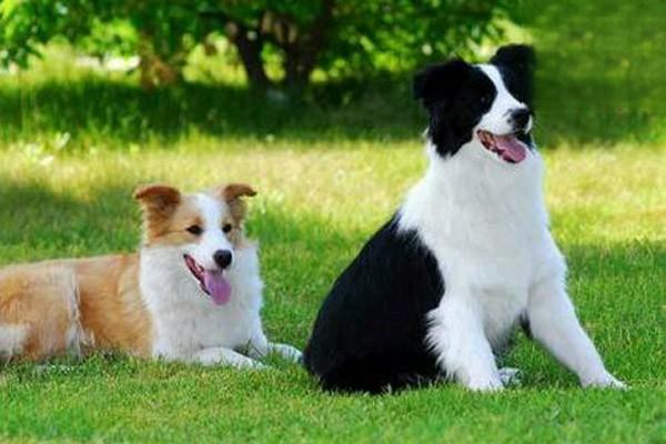 犬貓食物中毒