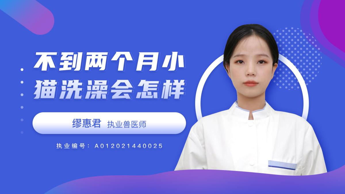 不到兩個(gè)月的小貓洗澡會(huì)怎么樣？