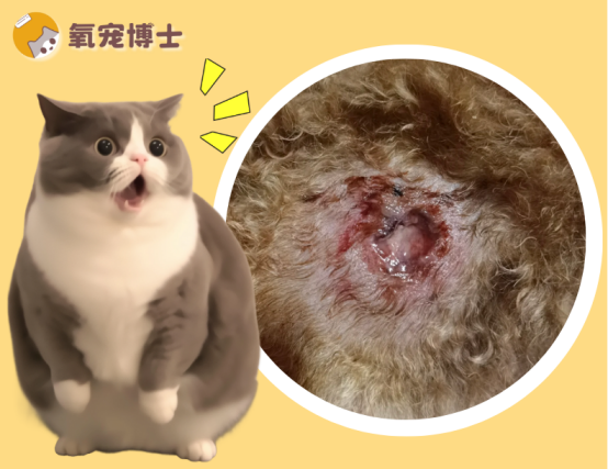 貓咪皮膚潰爛化膿用什麼藥？