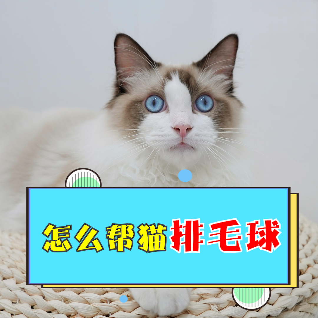 怎么帮助猫咪排毛球