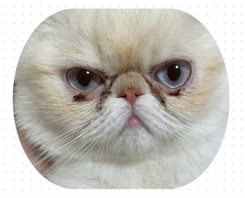 猫咪流眼泪用什么药