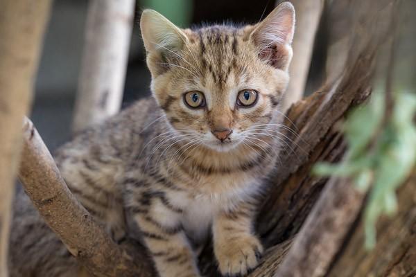 夏天猫咪降温方法