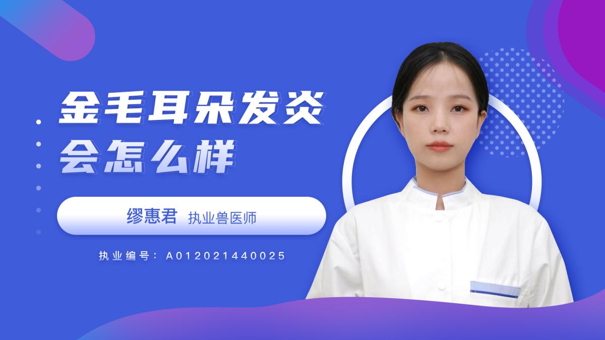 金毛耳朵发炎会怎么样？