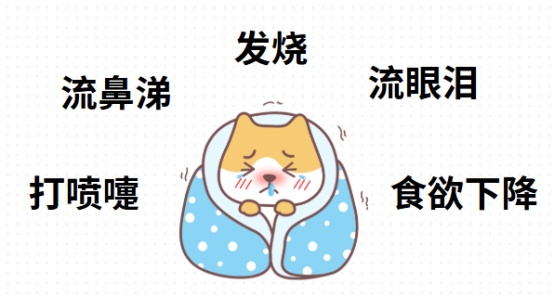 狗狗感冒症状