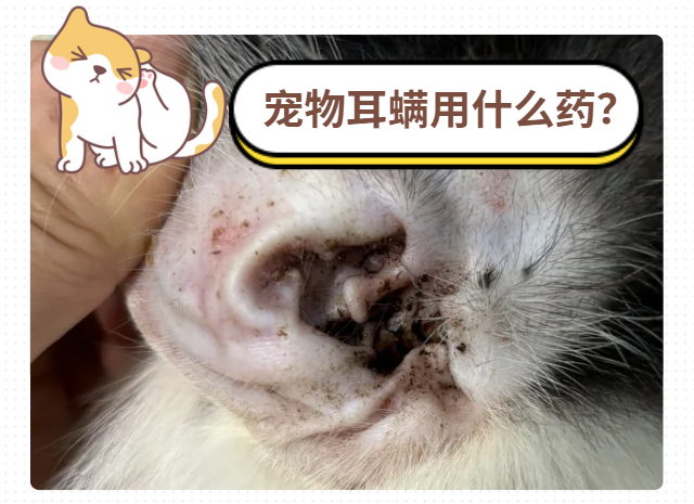 宠物耳螨用什么药最好？