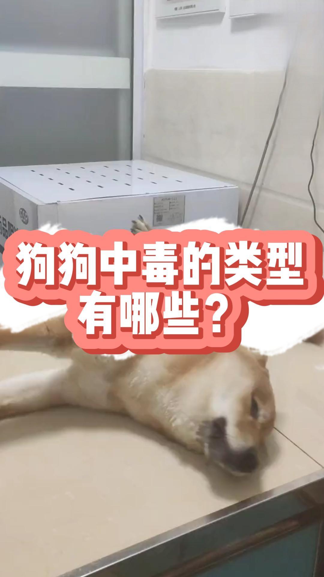 狗狗中毒的类型有哪些？