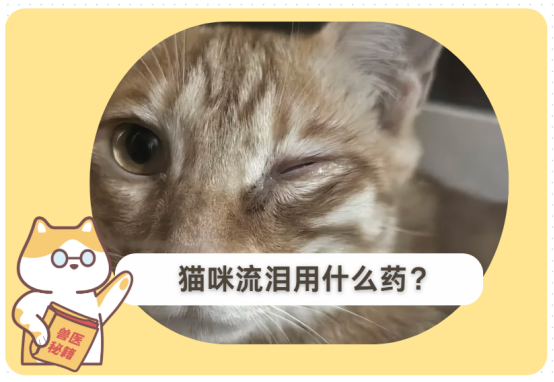 猫咪流泪用什么药？从病因分析最佳选择