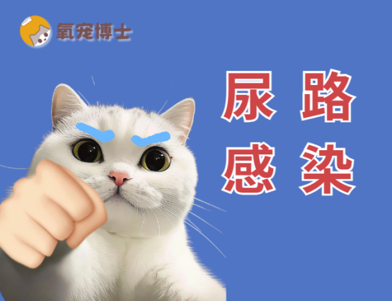 猫咪尿路感染吃什么药