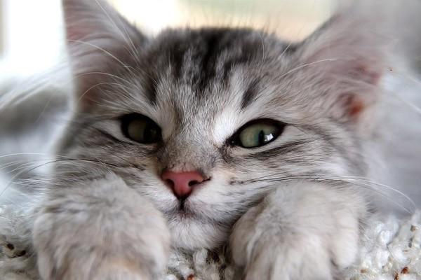 换牙期猫咪的饮食应该怎么调整？