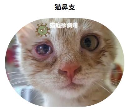 破解猫鼻支终身难题：治愈希望在这里！