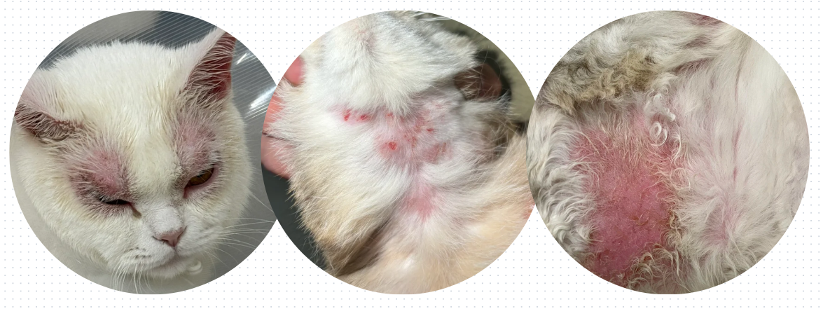 貓咪過敏皮膚紅腫