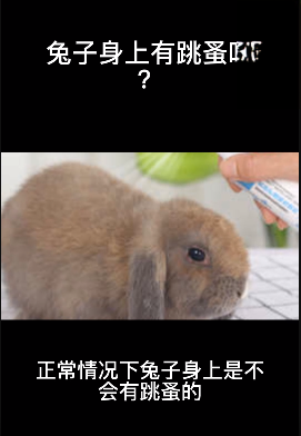 兔子身上有跳蚤吗？