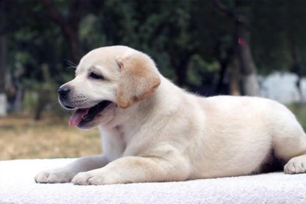 柯基犬幼犬怎么选