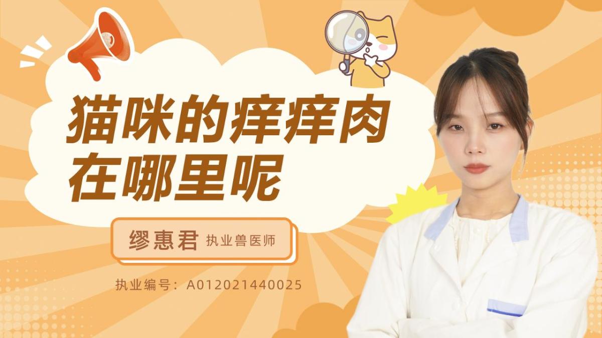 猫咪的痒痒肉在哪里呢