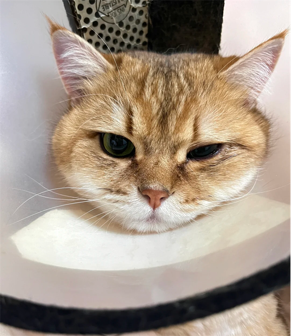 猫咪一只眼睛睁不开