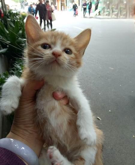 猫咪肠胃炎已经痊愈5.jpg