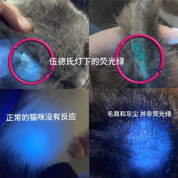 猫癣的诊断方法