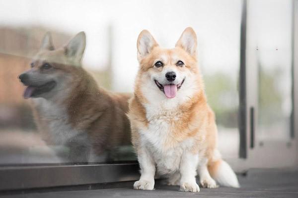 北京犬该喂什么狗粮