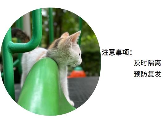 猫疱疹病毒的症状有哪些？