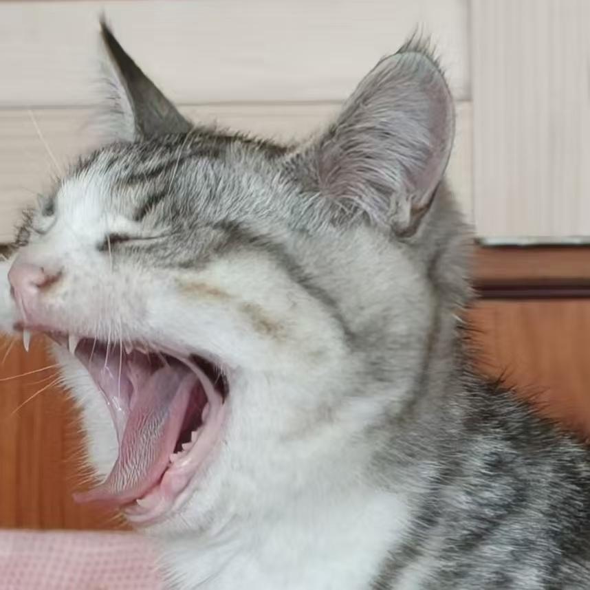 犬猫口腔健康日常维护指南