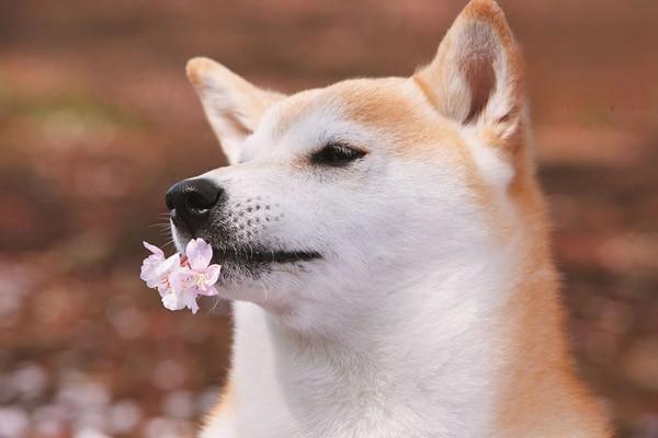 长须牧羊犬价格 长须牧羊犬多少钱一只