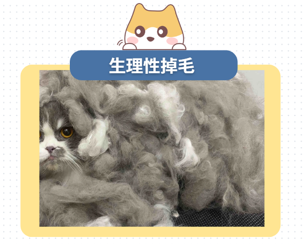 猫掉毛严重