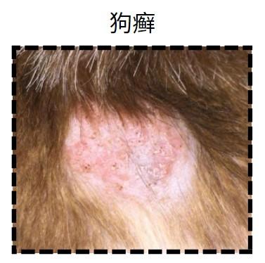 狗狗皮膚大作戰：從根源解決起癬掉毛難題
