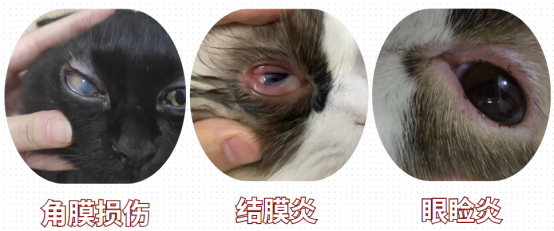 猫咪眼睛发炎用什么药