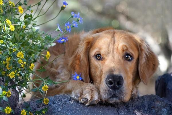 犬猫乳糜胸，狗狗乳糜胸症状与治疗方法