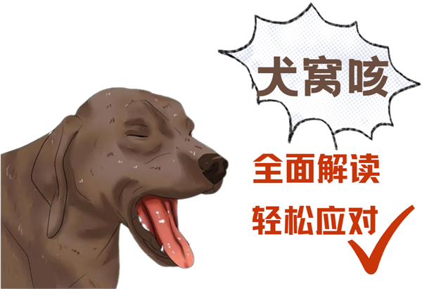 犬窝咳吃什么药？