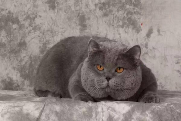 猫咪便秘怎么解决