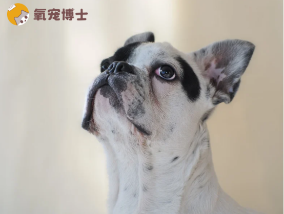 狗狗吃什么藥驅(qū)蟲最全面？選對方案，守護(hù)愛寵健康