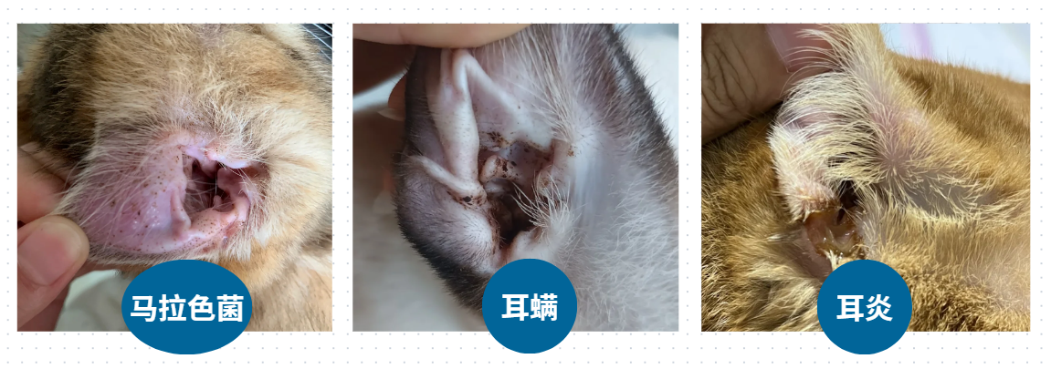 猫咪经常挠耳朵怎么办？
