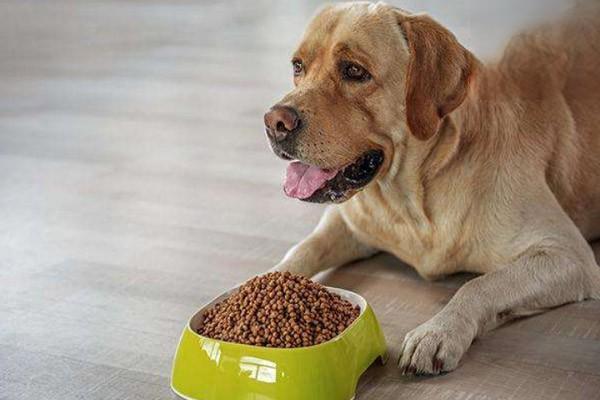 为什么狗狗突然不吃东西？