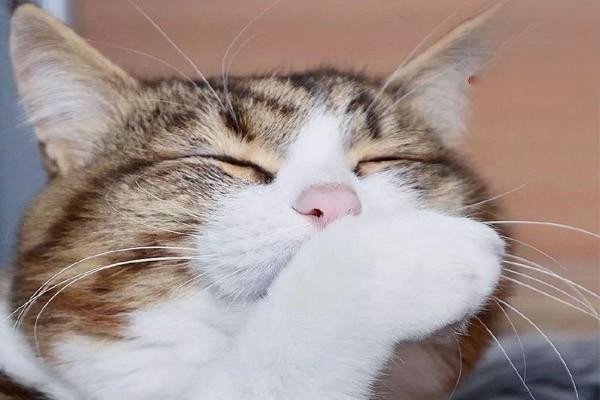猫咪打喷嚏且发抖是什么情况？