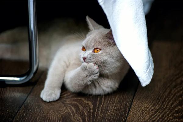 猫咪食道狭窄症怎么治？
