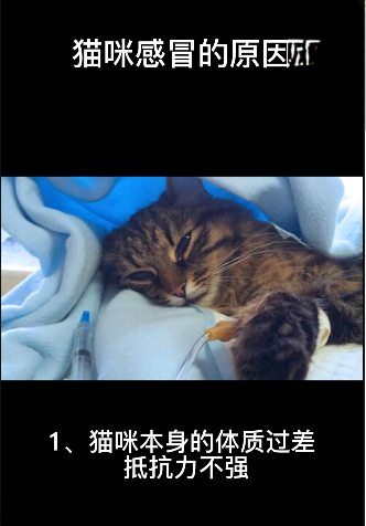 猫咪感冒得原因