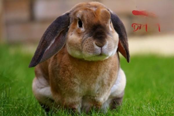 兔子耳痒病的症状和治疗方法