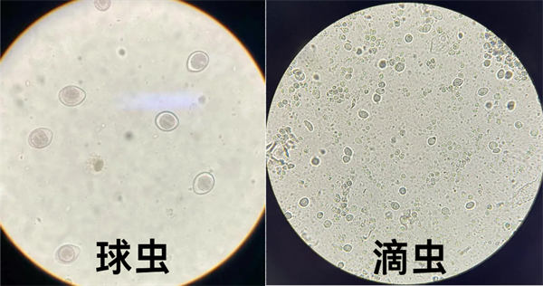 貓咪軟便怎麼辦？