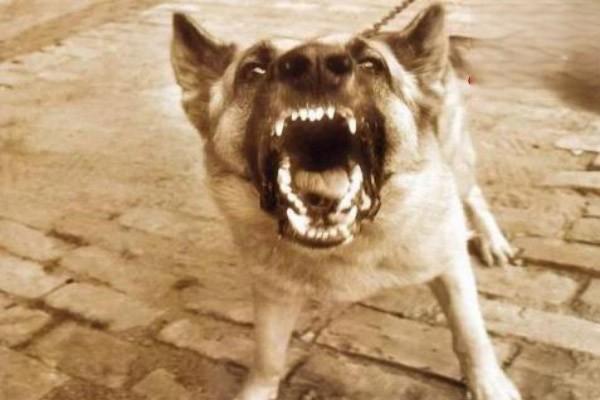 狗狗狂犬病