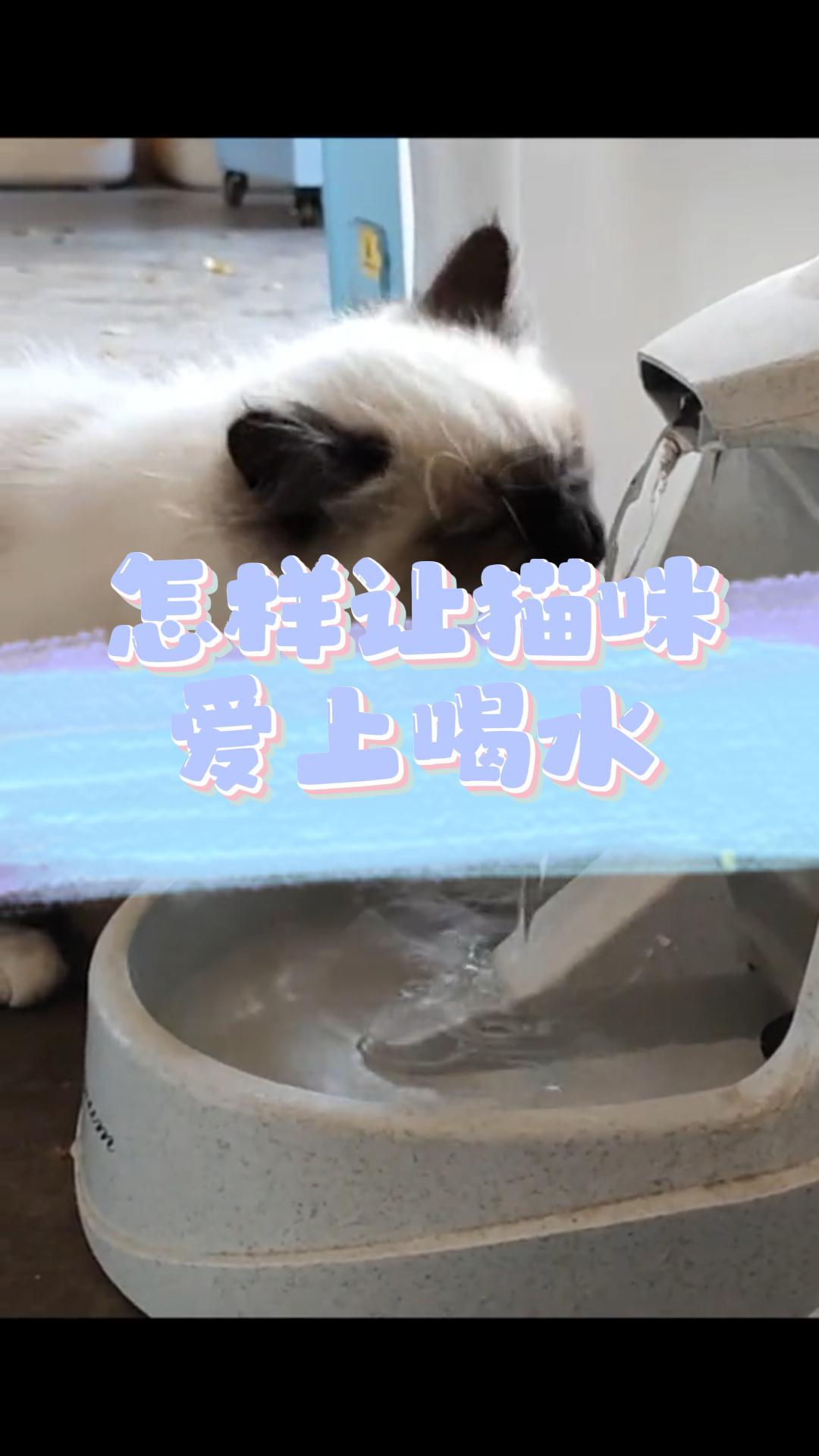 怎样让猫咪爱上喝水？