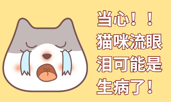 猫咪眼睛流泪分泌物多要当心，可能是生病了！