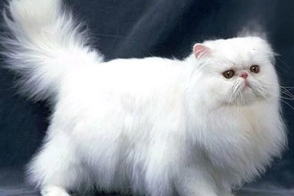 猫咪尾巴毛囊炎是什么